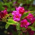 Weigela bristol ruby ​​(bristol ruby, bristol ruby): fotografija i opis grma, uzgoj i njega